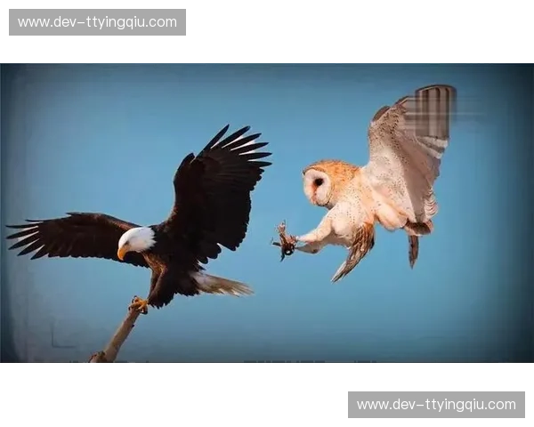 老鹰vs奇才录像：鹰击长空，奇兵突袭，重温NBA赛场上的史诗对决